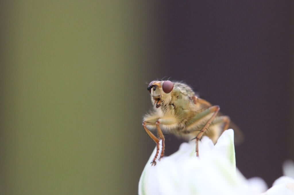Fly