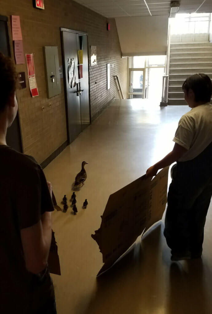 Highschoolers duck rescue in the school
