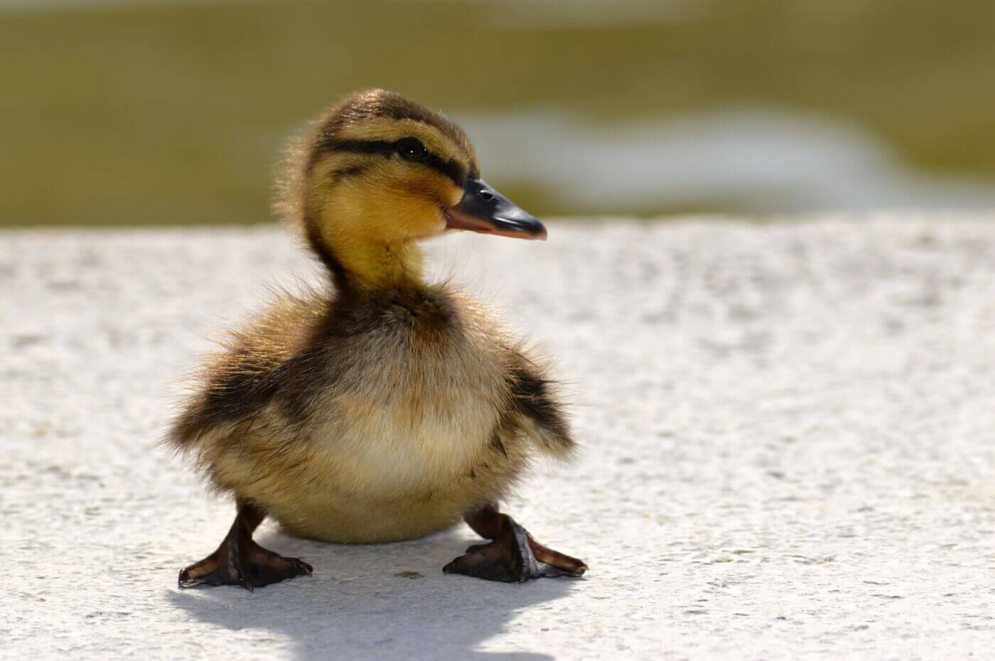 Lone duckling