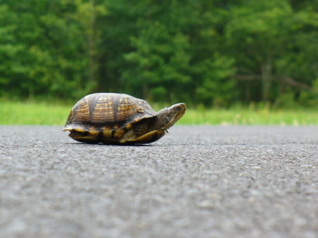 Turtle crossing the road