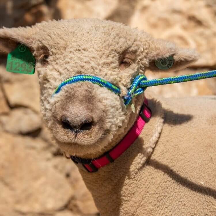 Cotton the lamb smiling