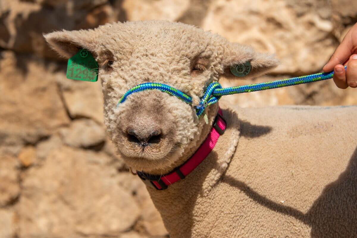 Cotton the lamb smiling