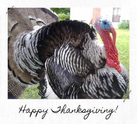 Image for the Jake turkey article