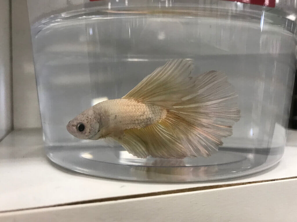 sick betta fish suffering in a tiny cup for the "pet-trade" industry