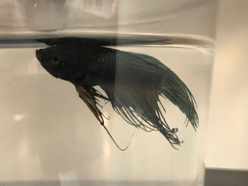 Sick betta fish in a small plastic container