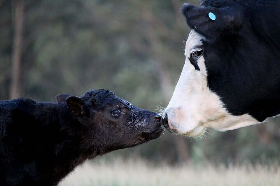 A cow touching noses with her calf