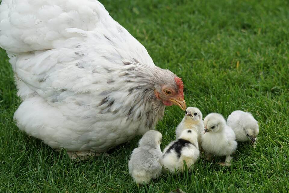 A mother hen leans down towards her five chicks in grass