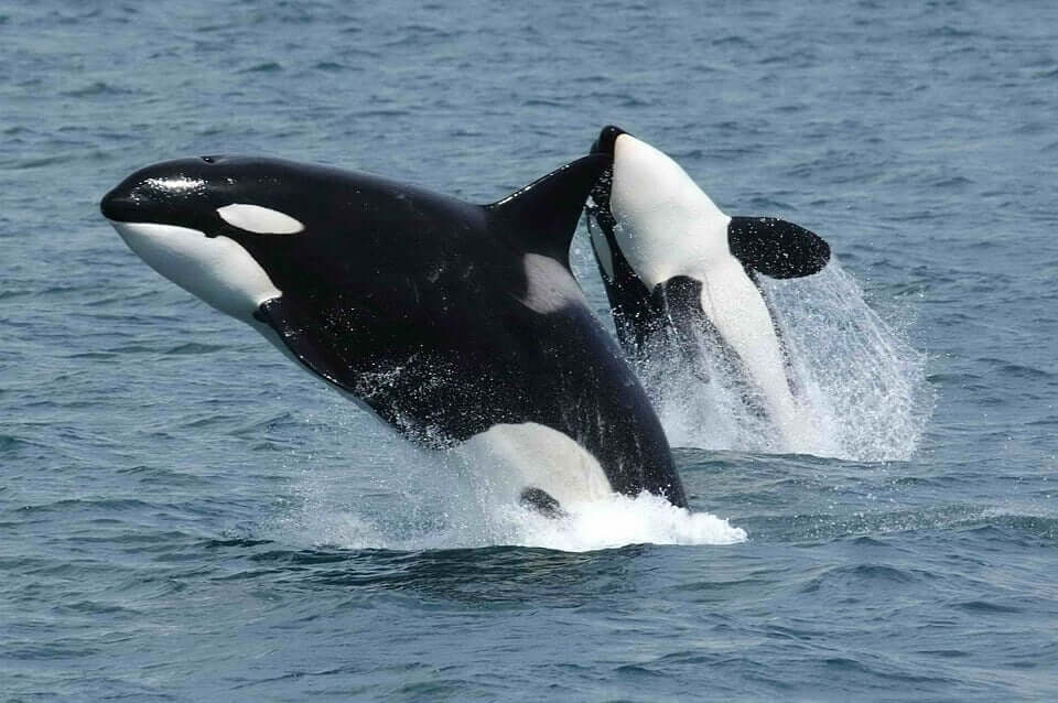 Orcas freely jumping out of water in the open sea