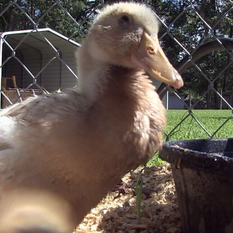 Herman, a duck rescued by PETA, arrives at his new home