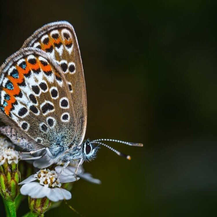 Butterfly on Flower