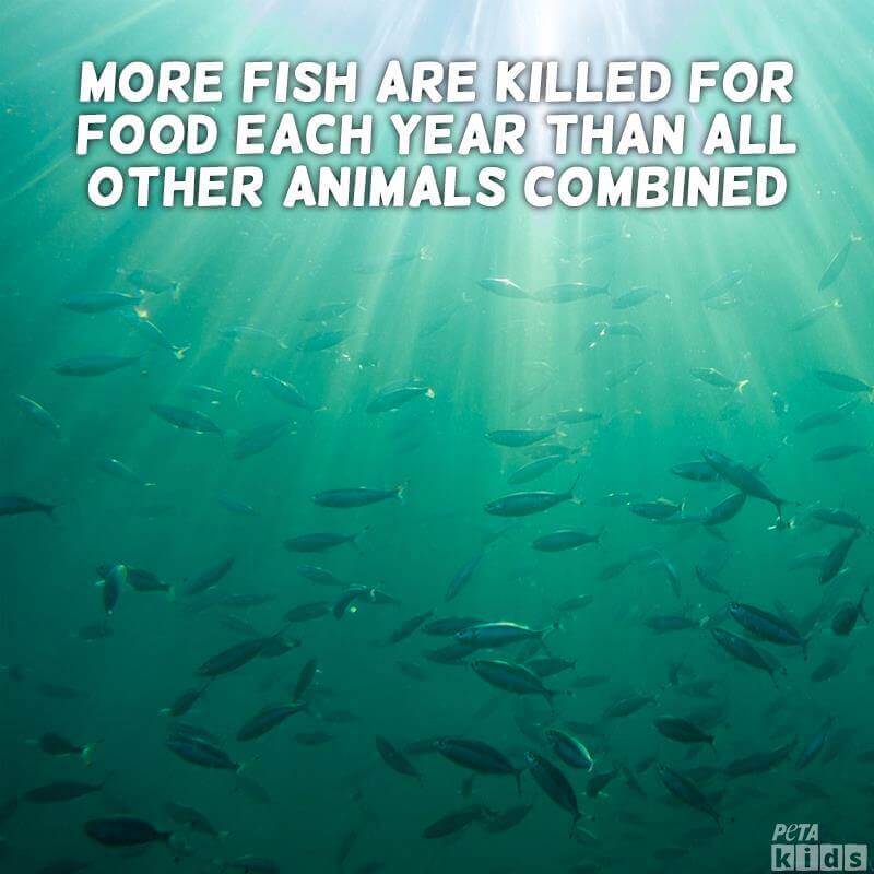 Fish swimming underwater with the text, "More fish are killed for food each year than all other animals combined."