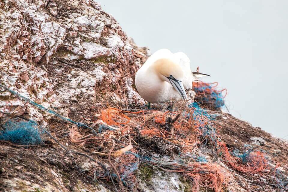 Bird surrounding by fishing nets