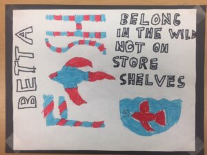 Student drawing: betta fish belong in the wild 