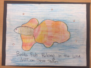 Student drawing: betta fish belong in the wild 