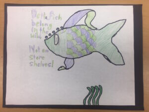 Student drawing: betta fish belong in the wild