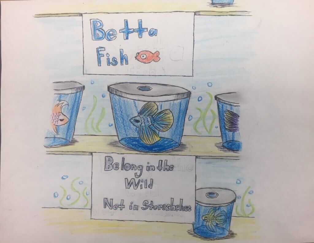 Student drawing of betta fish: "Betta Fish Belong in the Wild, Not in Storeshelves (sic)"