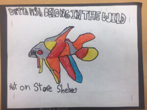 Student drawing: betta fish belong in the wild