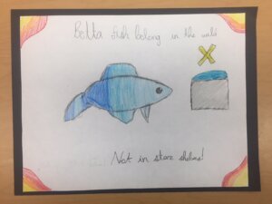 Student drawing: betta fish belong in the wild