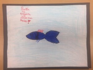 Student drawing: betta fish belong in the wild