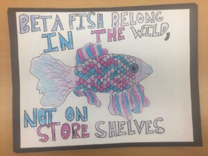 Student drawing: betta fish belong in the wild