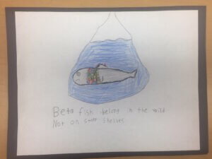 Student drawing: betta fish belong in the wild