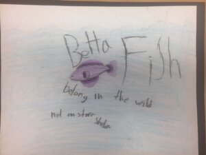 Student drawing: betta fish belong in the wild 