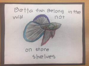 Student drawing: betta fish belong in the wild \