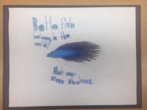 Student drawing: betta fish belong in the wild 