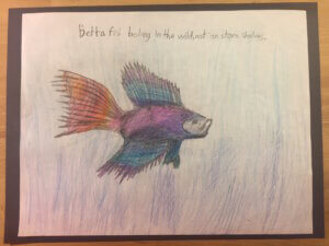 Student drawing: betta fish belong in the wild 