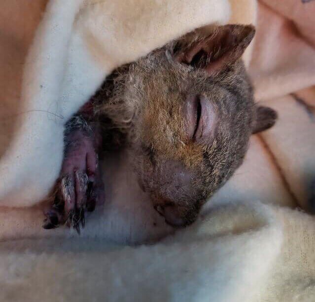 Squirrel after surgery to remove hardened foamed.