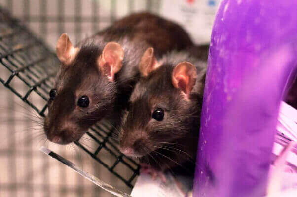 Two rats huddled next to each other