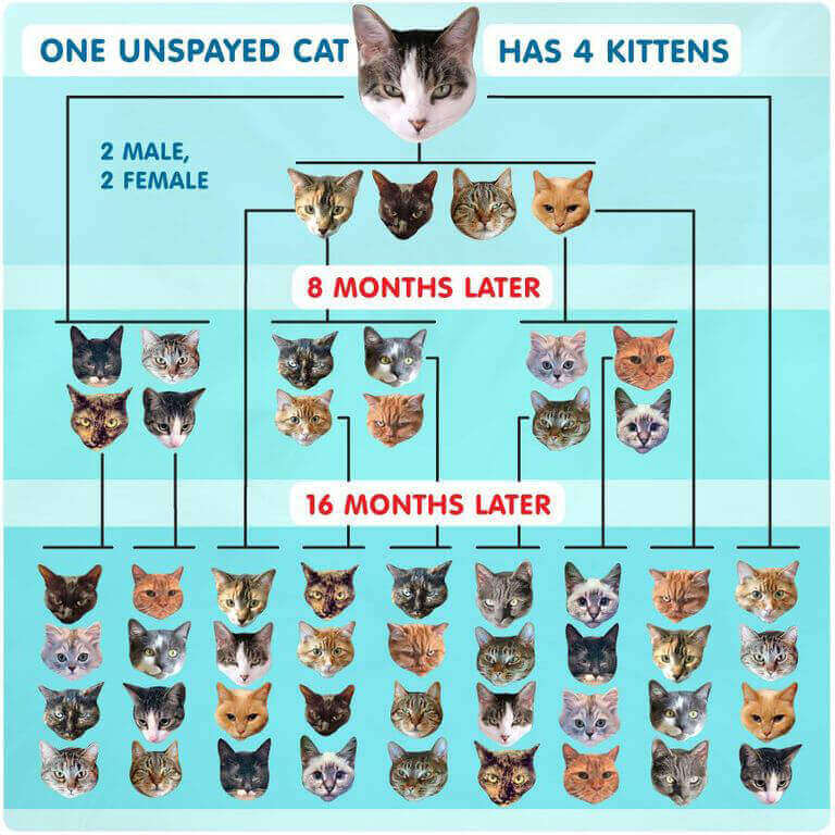 Population increase when one unspayed cat has 4 kittens