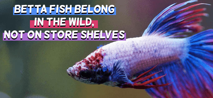 Betta fish belong in the wild, not on store shelves