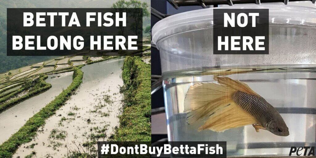 Betta fish belong here (in the wild); Not here (in a small container on a shelf)