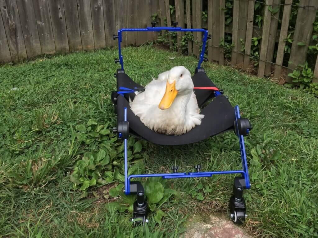 Duck in a walker