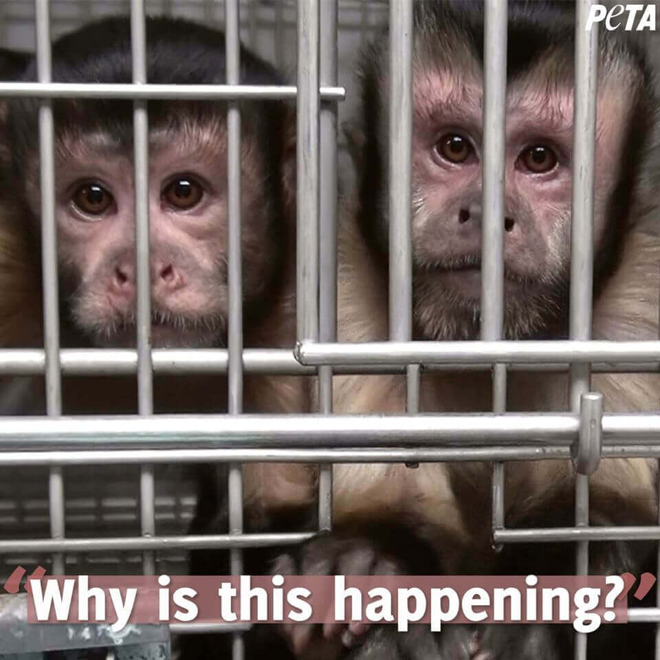 Monkeys in a small cage at a testing facility with the text: "Why does this keep happening?"