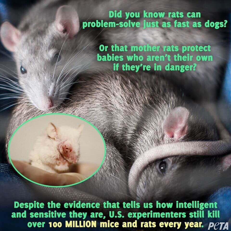 Two healthy rats cuddling, small image of a rat with an injured eye superimposed with the text: "Did you know rats can problem-solve just as fast as dogs?
Or that mother rats protect babies who aren't their own if they're in danger?
Despite the evidence that tells us how intelligent and sensitive they are, U.S. experimenters still kill over 100 MILLION mice and rats every year."