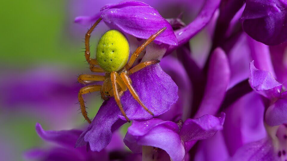 Pumpkin spider on a flower