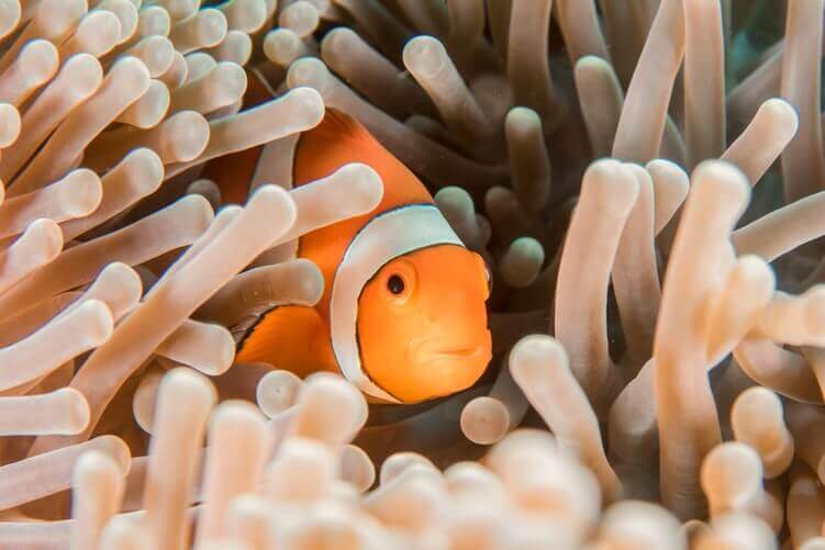 Clown fish in a sea anemone