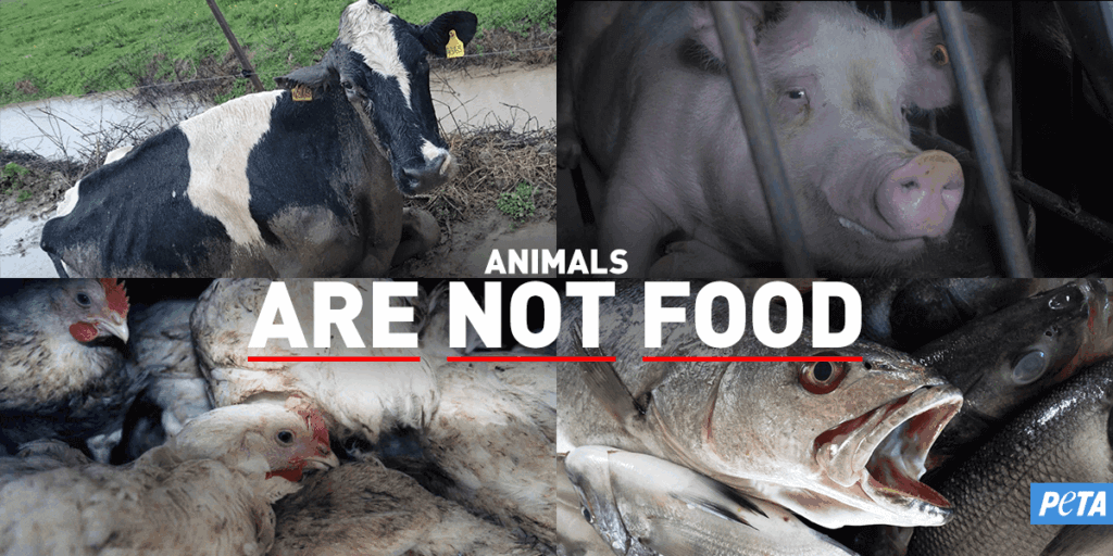 Animals Are Not Food poster featuring a cow, a pig, chickens, and fish who are being held against their will and will soon be slaughtered to be used for food.