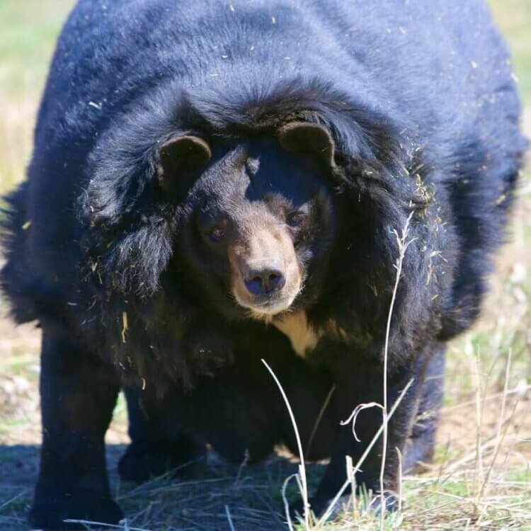 Dillan walking in a grassy field, happy and free at his home the Wild Animal Sanctuary Colorado.