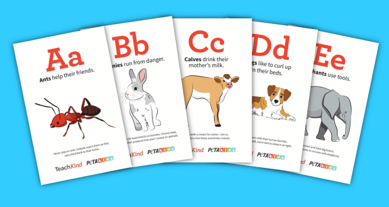 Image of alphabet flashcards
