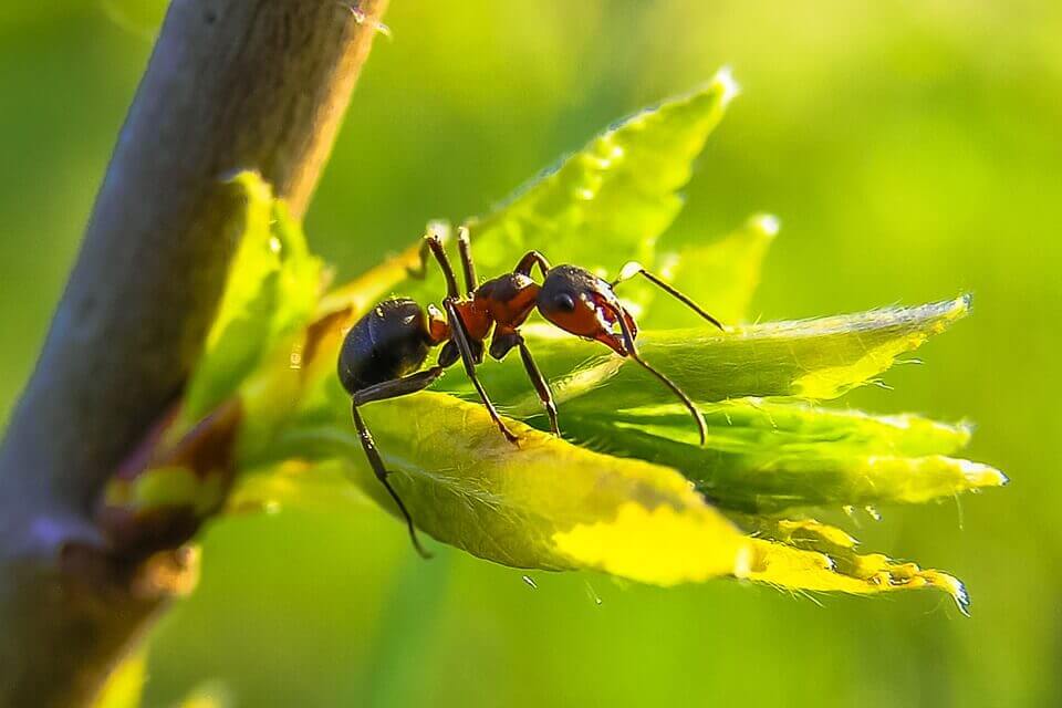 Ant standing on a plant in the sunlight