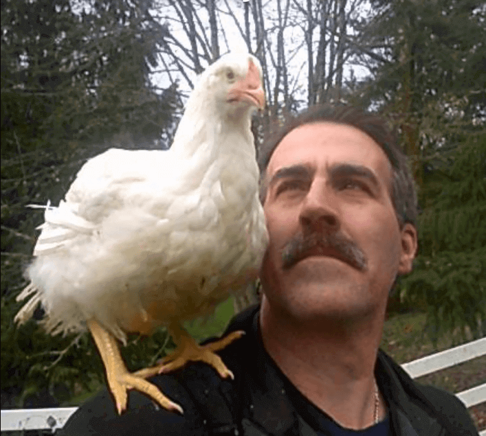 Lucky the chicken sitting on the shoulder of the good Samaritan who saved her