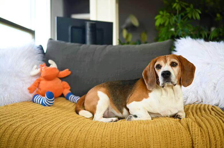 Samson resting on a couch