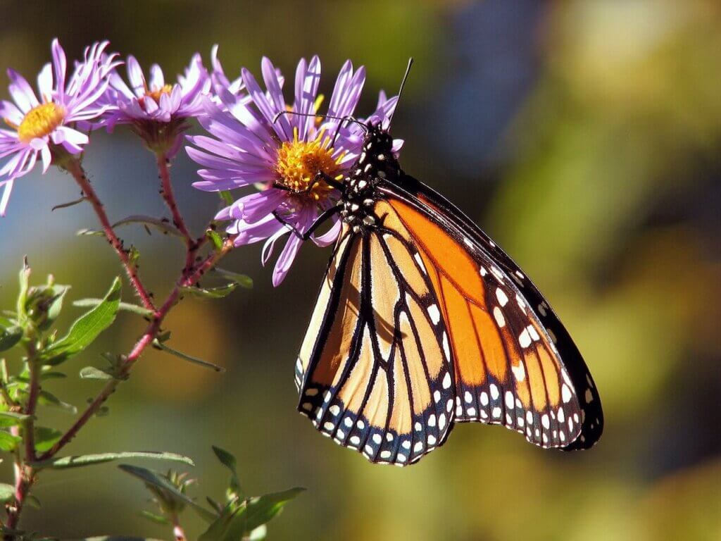 Monarch butterfly on a purple flower