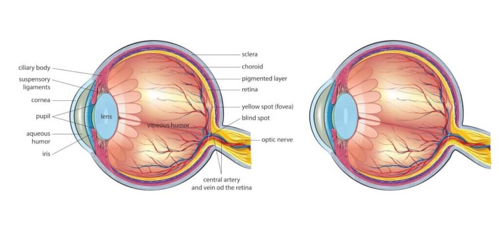 Eyeball dissection diagram