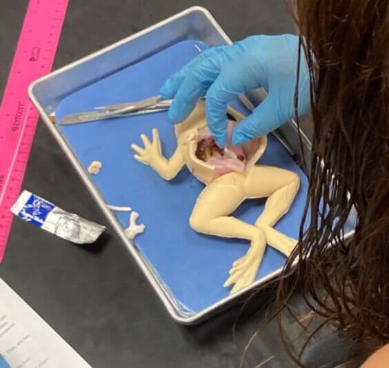 Close up of a student dissecting a synfrog