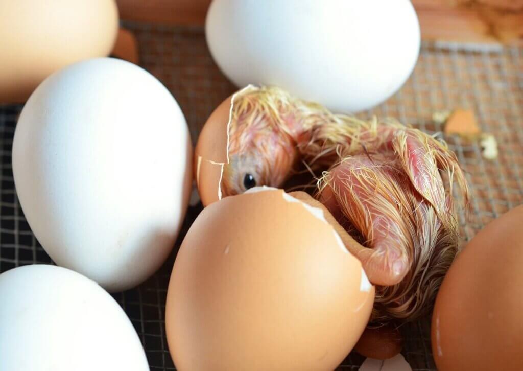 A chick hatching from an egg.