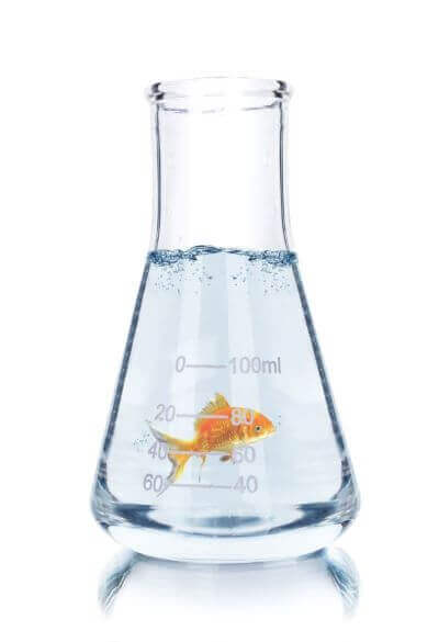 respiration experiments fish in flask